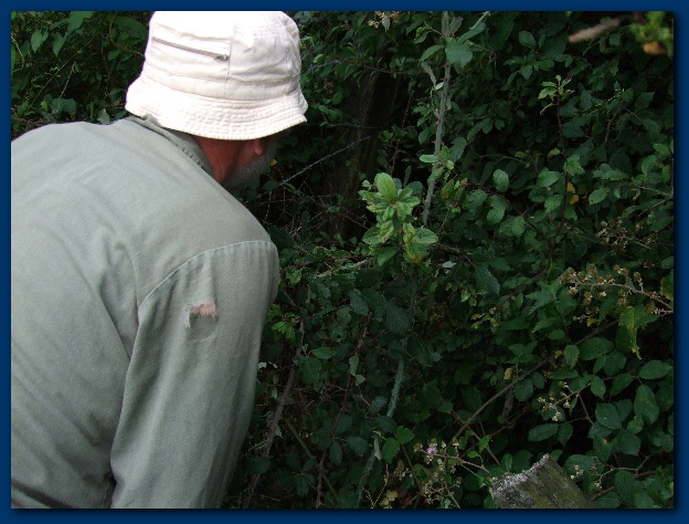 600x449 pixels (134K)